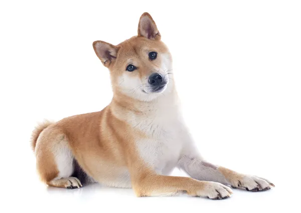 Shiba Inu Przewodniczący — Zdjęcie stockowe