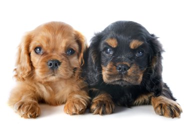 yavru köpek cavalier king charles