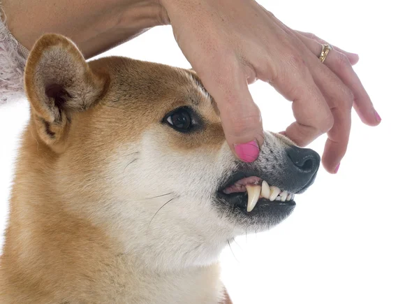 Shiba inu i zęby — Zdjęcie stockowe