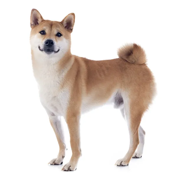 柴犬写真素材 ロイヤリティフリー柴犬画像 Depositphotos 柴犬写真素材 ロイヤリティフリー柴犬画像 Depositphotos