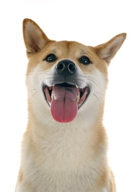 Shiba Inu
