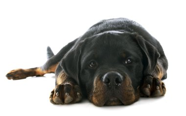 yavru rottweiler