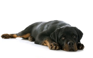 yavru rottweiler