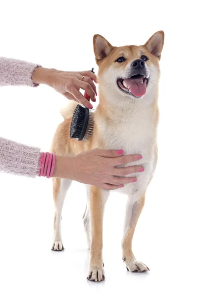 Shiba inu and grooming — Stock Photo, Image