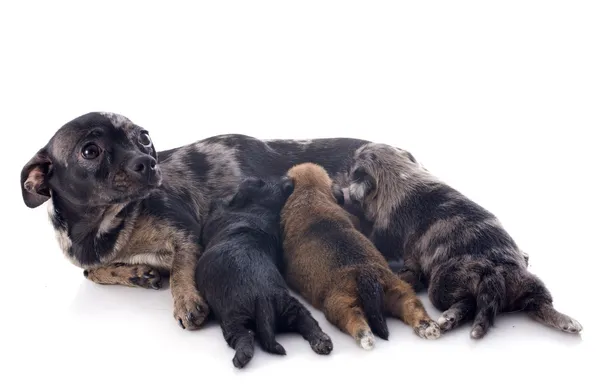 Puppies en moeder chihuahua — Stockfoto