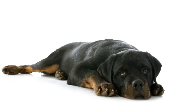 Rottweiler filhote — Fotografia de Stock