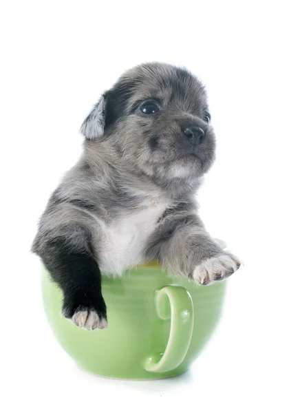 Chihuahua de cachorro em xícara de chá — Fotografia de Stock