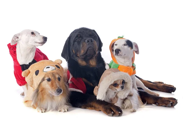 Dressed dogs — Stock Photo, Image