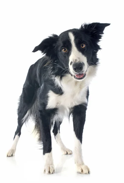 Border collie — Stock Photo, Image