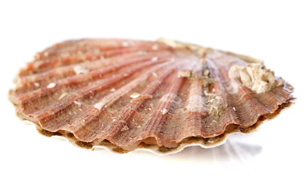 Great scallop — Stock Photo, Image