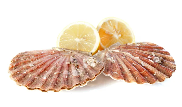 Great scallop — Stock Photo, Image