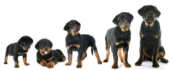 Cucciolo rottweiler — Foto Stock