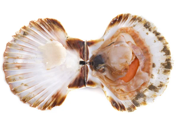 Great scallop — Stock Photo, Image