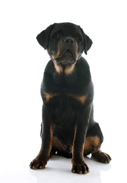 Valp rottweiler — Stockfoto