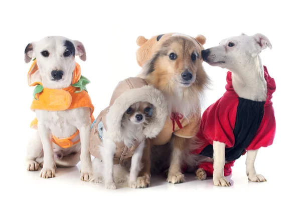 Bekleidete Hunde — Stockfoto