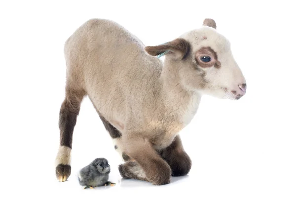 Young lamb and chick — Stock Photo, Image
