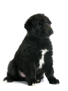 köpek yavrusu groenendael