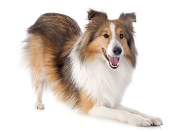 Shetland köpek