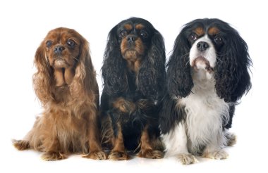 Üç cavalier king charles