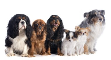 altı köpek