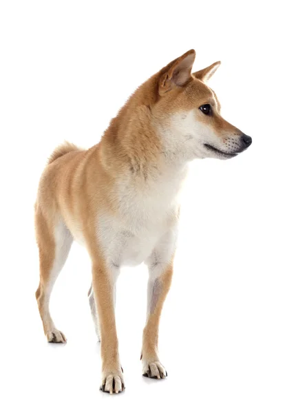 Shiba Inu vagyok. — Stock Fotó