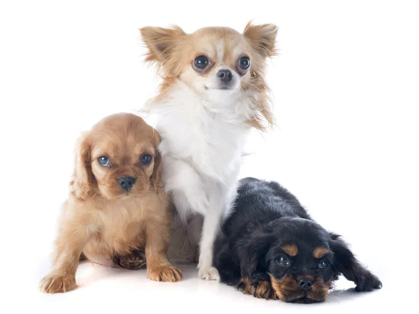 Puppies cavalier king charles and chihuahua — Stock Photo, Image