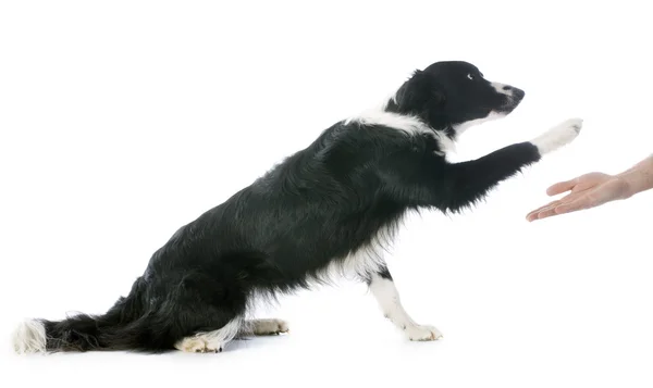 Bordercollie — Stockfoto