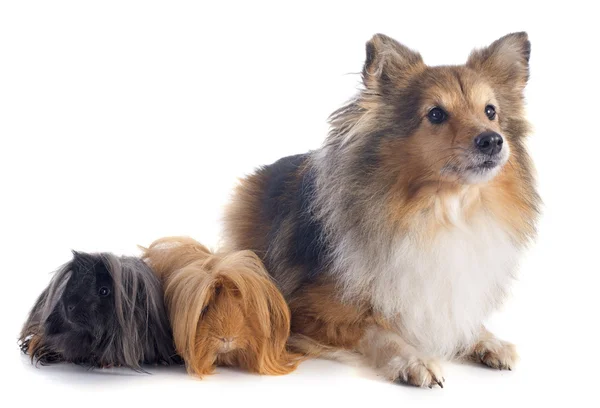 Perulu eskiden şiling şimdi domuz ve shetland köpek — Stok fotoğraf