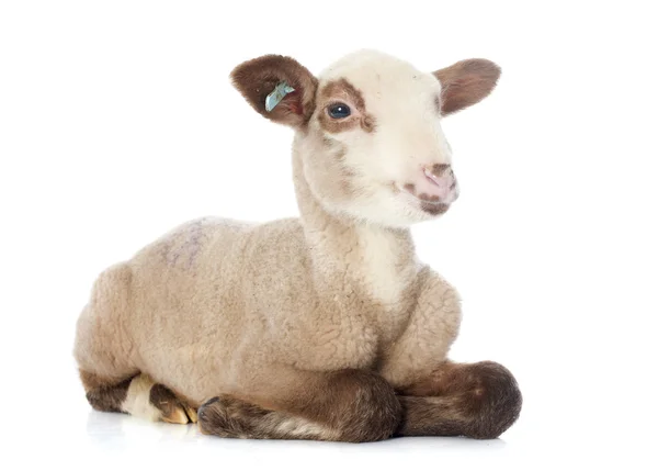 Young lamb — Stock Photo, Image