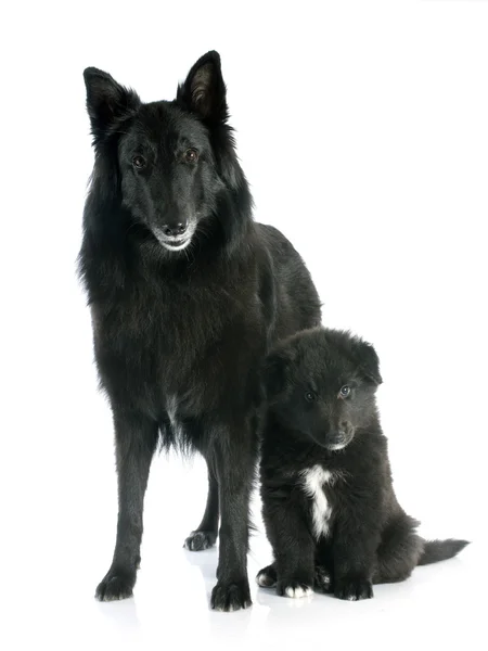 Cachorro y adulto groenendael — Foto de Stock