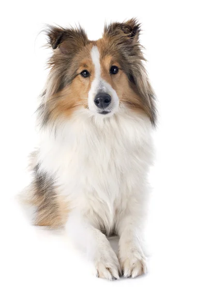 Shetland dog — Stock Photo, Image