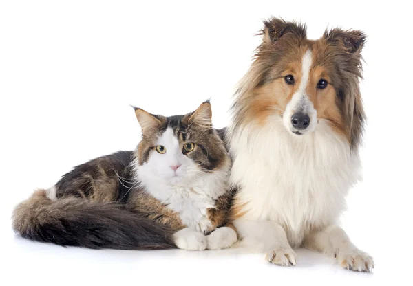 Shetland hond ans maine coon kat — Stockfoto