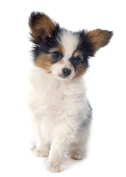 Papillon valp — Stockfoto