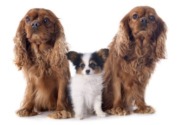 Papillon köpek ve cavalier king charles