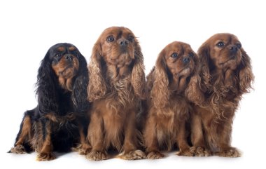 dört cavalier king charles