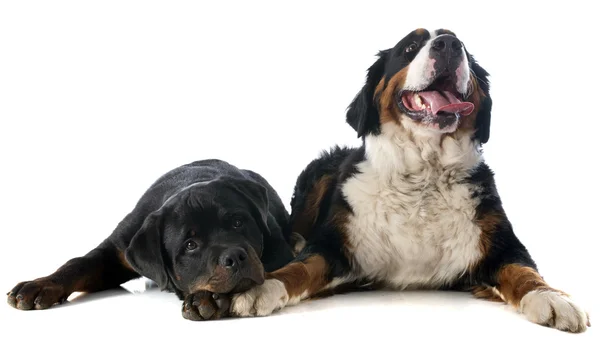 伯尔尼山犬和罗特韦尔犬 — 图库照片