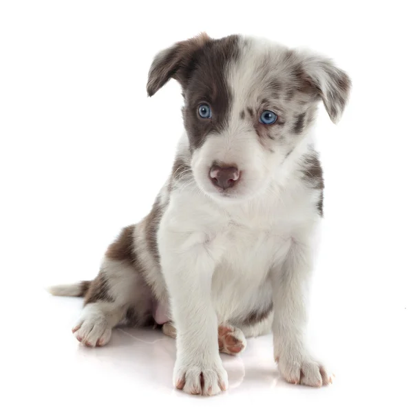 Szczeniak rasy border collie — Zdjęcie stockowe