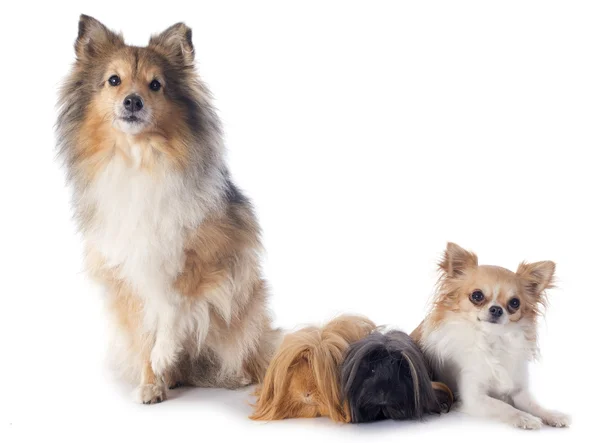 Peruvian Guinea Pig and dogs — Stock Photo, Image