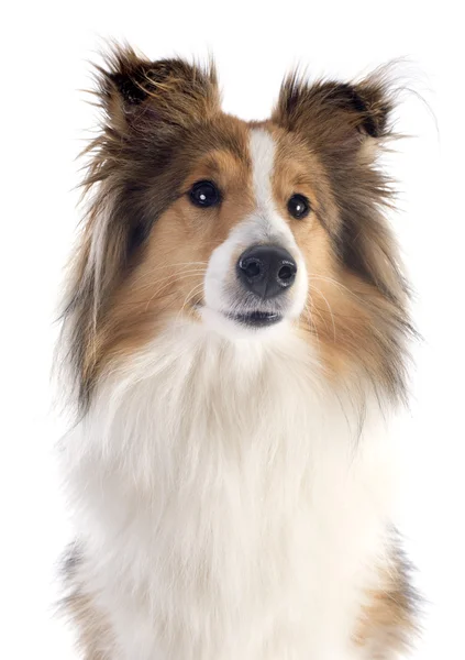 Shetland dog — Stock Photo, Image