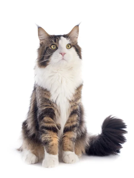 Maine Coon gatto — Foto Stock