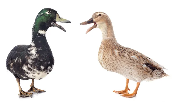 Two ducks — Stock Photo, Image