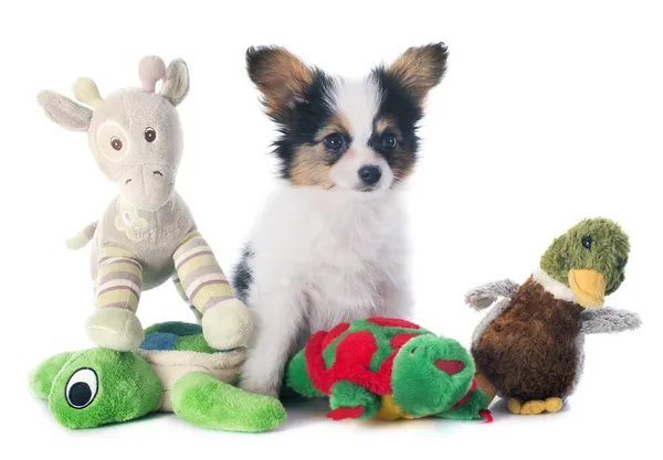 巴比龙的小狗和玩具 — 图库照片