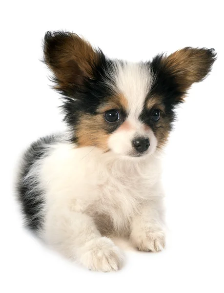 Papillon pup — Stockfoto