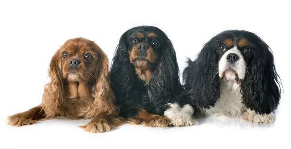 Three cavalier king charles — Stock Photo, Image