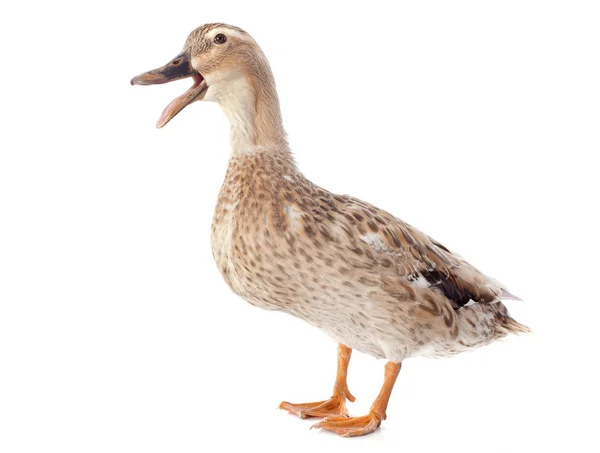 Female duck Stock Image