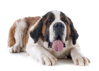 Saint bernard