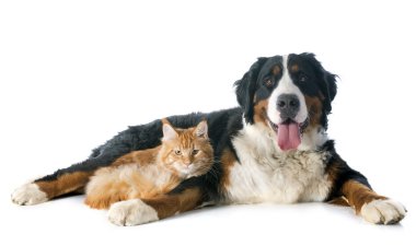 Bernese dağ köpek ve kedi