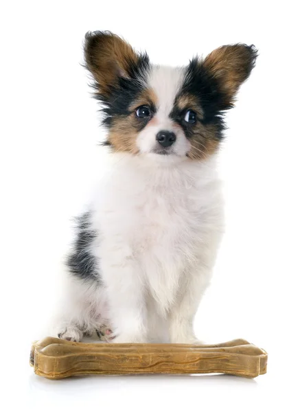 Papillon cachorro e osso — Fotografia de Stock