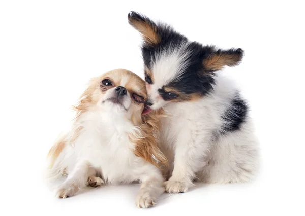 Chihuahua e cucciolo di papillon — Zdjęcie stockowe