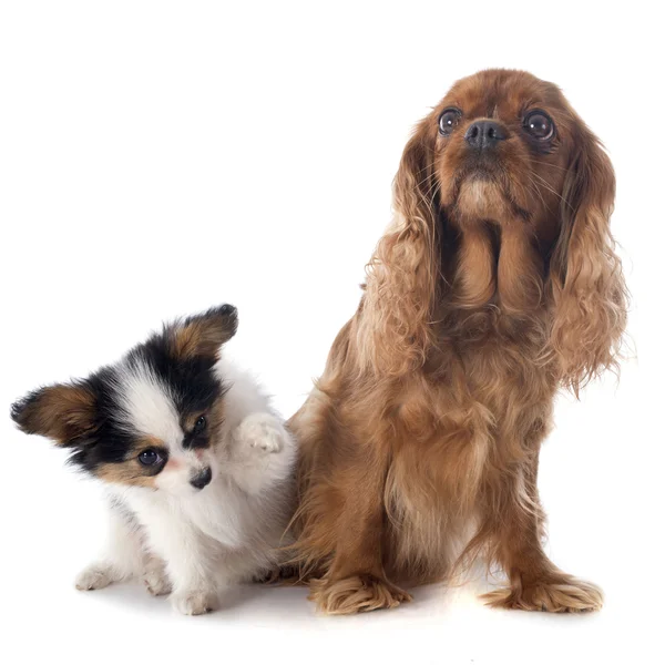 Papillon köpek ve cavalier king charles — Stok fotoğraf